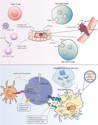 Unveiling the immune symphony: decoding colorectal cancer metastasis through immune interactions